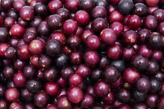 MD NEWS on Muscadine Grape Health Benefits